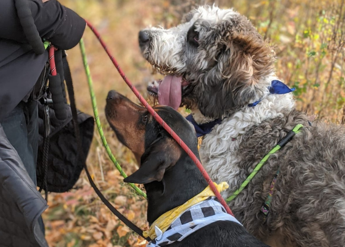Our Top 8 Dog Walking Trails In Edmonton The Leash Team